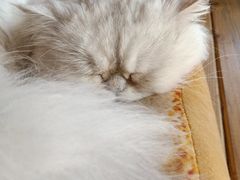 -猫的茶·猫咖