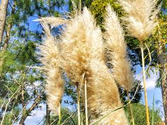景点-上海长兴岛郊野公园