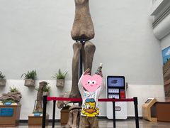 -自贡恐龙博物馆