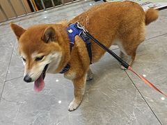 -半岛宠物医院24小时(西派城店)