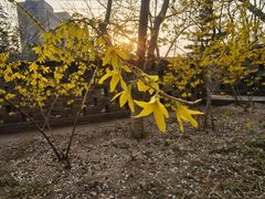 -桃花堤公园