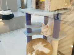 -糯米喵星人·撸猫猫舍咖啡馆(西市场嘉华店)