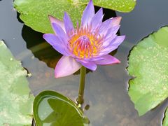 -深圳仙湖植物园
