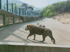 -大连森林动物园