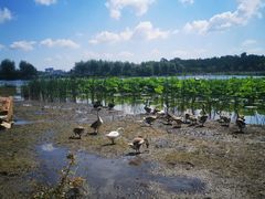 -长春市南湖公园