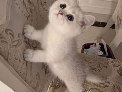 -欣宠猫屋·矮脚拿破仑·蓝金金渐层