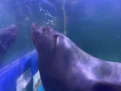 -石家庄海洋公园