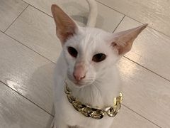 -喵的天空名猫咖啡馆·撸猫·猫舍·用品