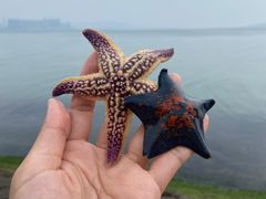 -悦海公园