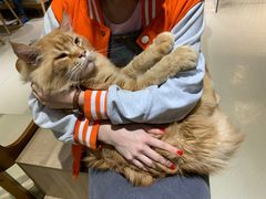 -藏猫猫咖啡主题馆(中央大道店)