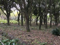 -汉拿树木园