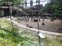 -阿提斯皇家动物园