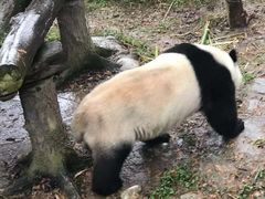 -都江堰中华大熊猫苑