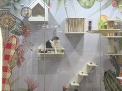 -Honey Bacca 哈尼芭卡高端萌宠(朝阳大悦城店)