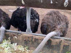 -青藏高原野生动物园