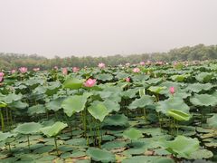 -皇家御河游(紫御湾码头)