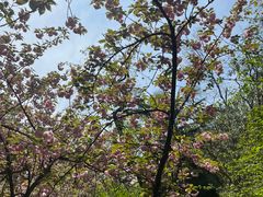 -武汉大学-樱园