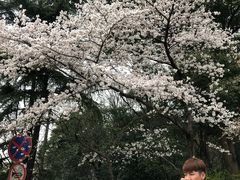 -武汉大学-樱园