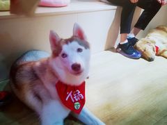 -Husky Go! 哈士奇体验馆·宠物咖啡厅狗咖