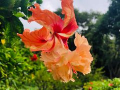 -云溪植物园