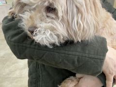 -美联众合动物医院·24h转诊中心