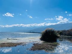 -洱海月湿地公园