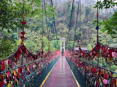 -西双版纳原始森林公园