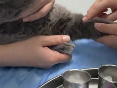 -宠颐生宠物医院·异宠猫科内科·诊疗中心宠巢店
