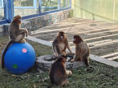 -大连森林动物园