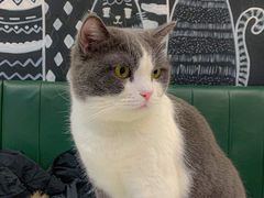 -安格丽娜·狗咖·猫咖羊驼咖(春熙路百盛商场店)