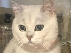 -屋虎猫馆(宝安大仟里店)