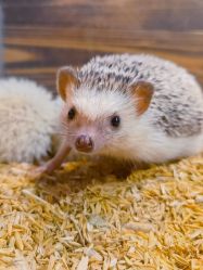 -酷嗒动物文化乐园(cutezoo西溪乐天城店)