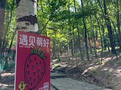 -帽儿山风景区