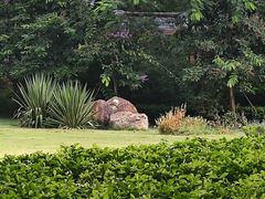 -银湖山郊野公园-相思林
