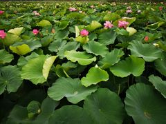 -荷塘月色湿地公园·向阳花洲