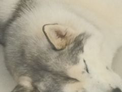 -怪兽屋·羊驼·猫咖·狗咖(俊华广场店)