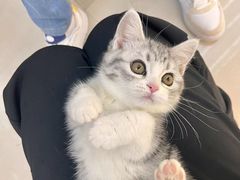 -lincat·猫舍(广州店)
