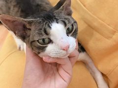 -momokira米努特·德文卷毛猫·棉花面纱犬
