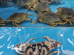 水产区-四川小胡子海鲜(丁村万人海鲜广场店)