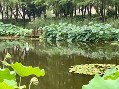 -陈家山荷花公园