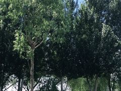 -丁香湖公园