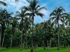 -中国科学院西双版纳热带植物园