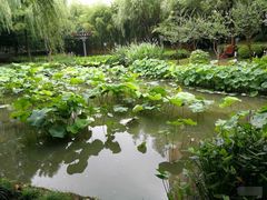 -陈家山荷花公园