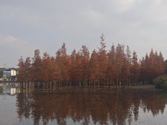 -白鹭湾湿地公园