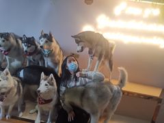 -Husky Go! 哈士奇体验馆·宠物咖啡厅狗咖