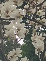 -莲生母婴月子中心(清水河公园店)