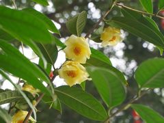 -金花茶公园