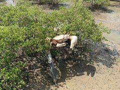 -北海金海湾红树林生态旅游区