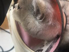 -联合动物医院(光谷诊疗中心)