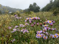 -白草畔自然风景区
